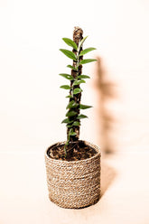 Rhaphidophora crassifolia variegata